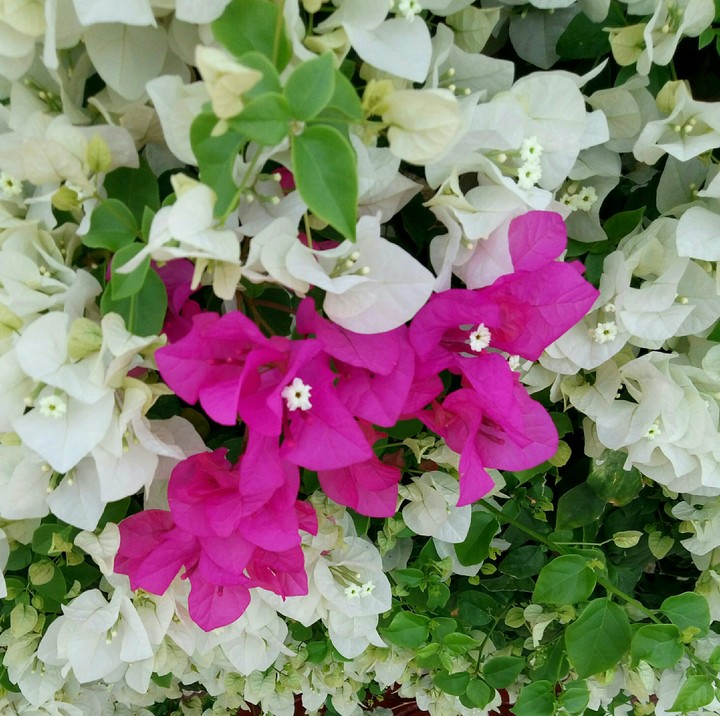 pink in white