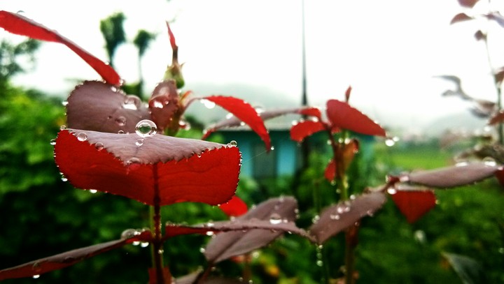 drop