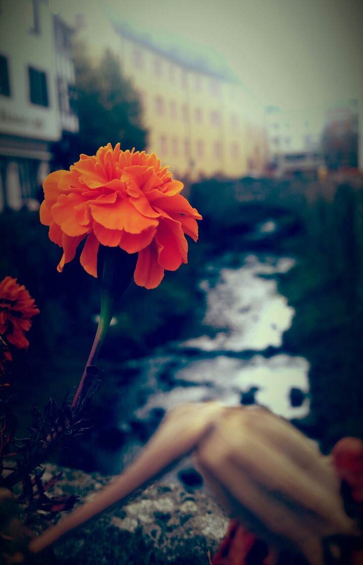 Retroblume