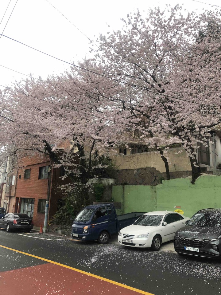 벚꽃