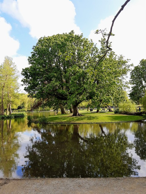 tree