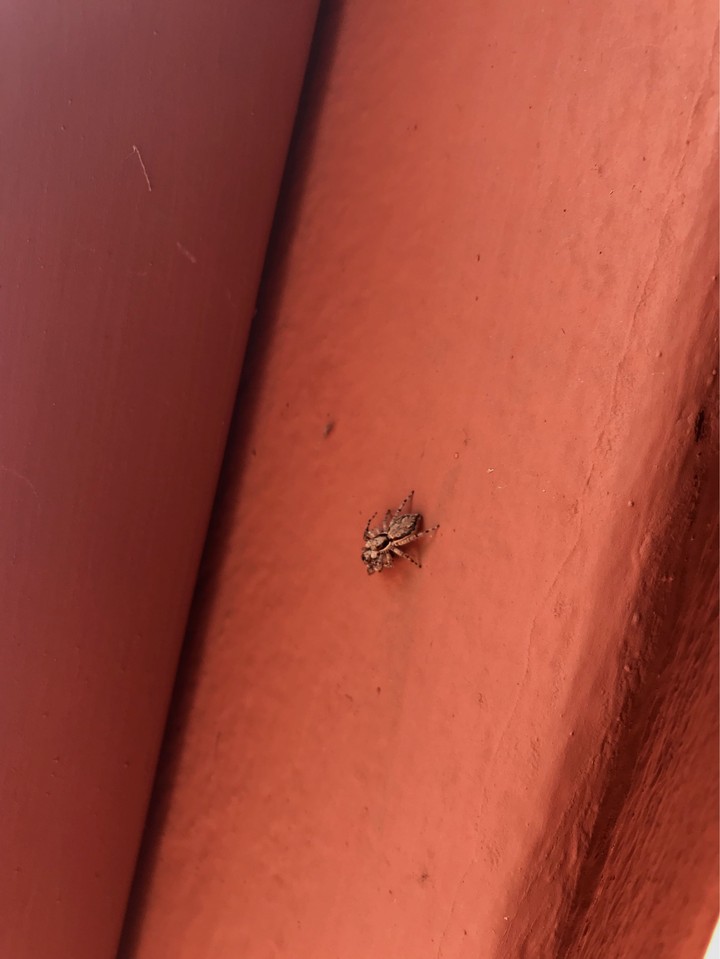 spider