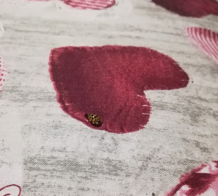 coccinella a mezzanotte