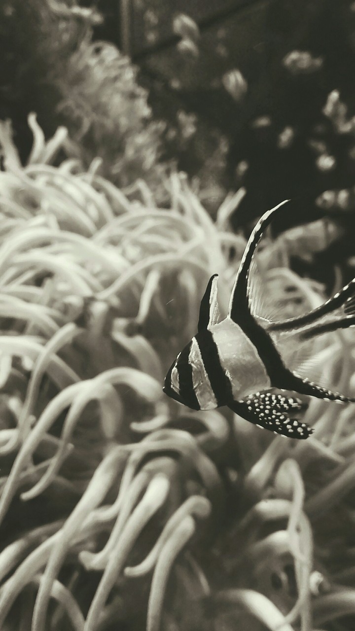 Oceanarium