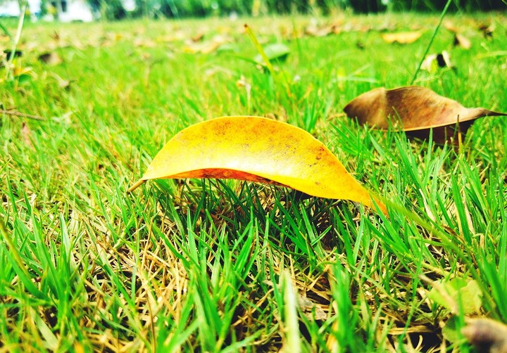 nature