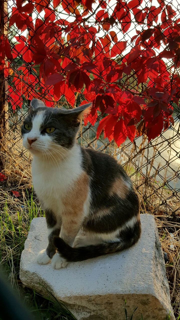 cat
