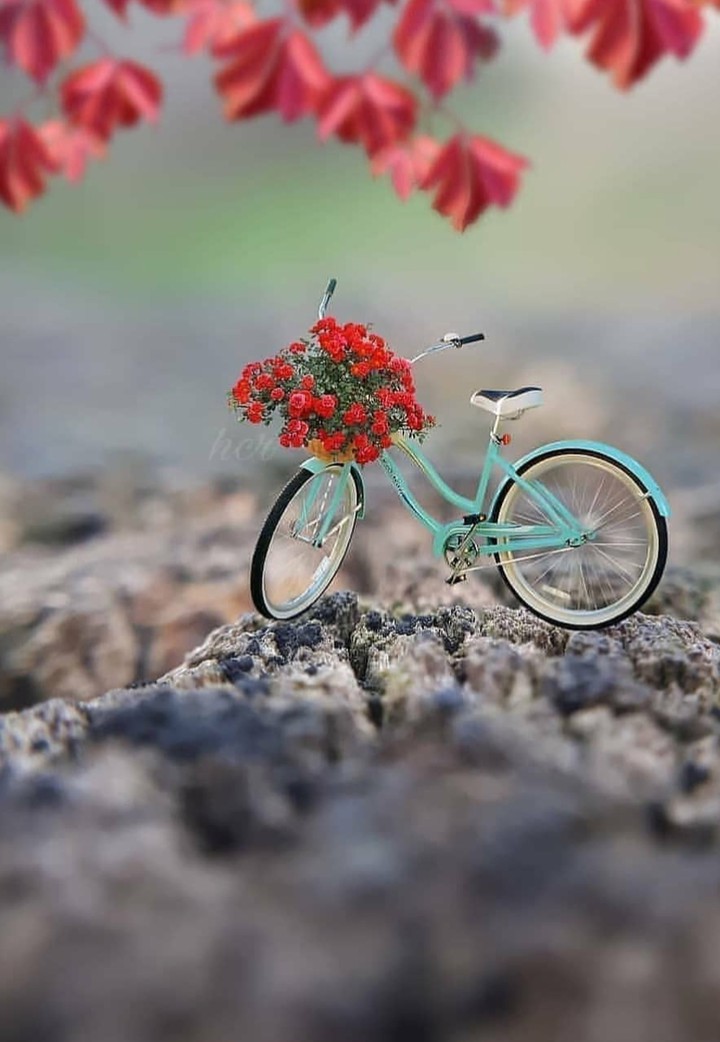 cute cycle