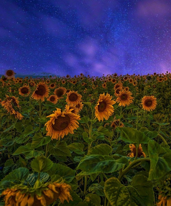 sunflowers & evening sky ...