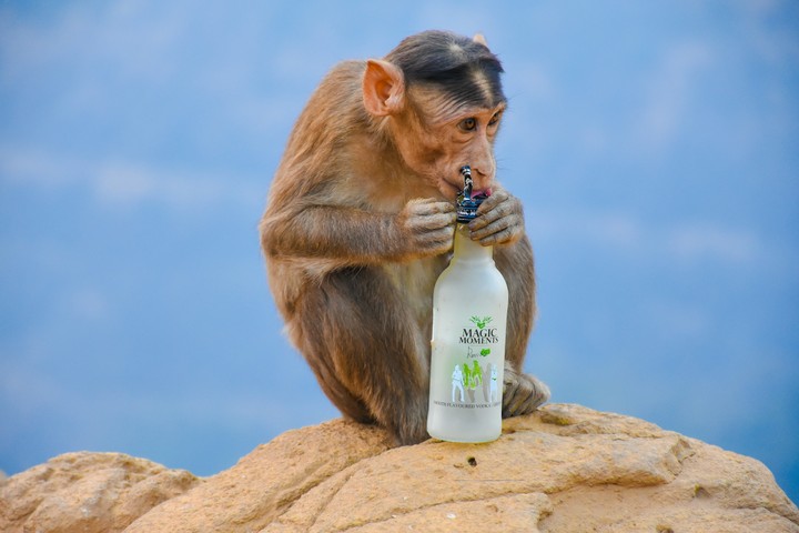 Monkey's Magical Moments