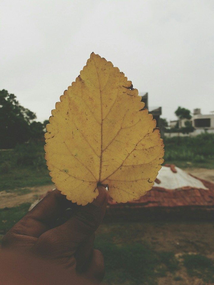 ਪੀਲਾ ਪੱਤਾ