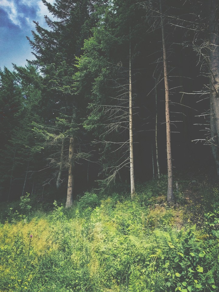forest