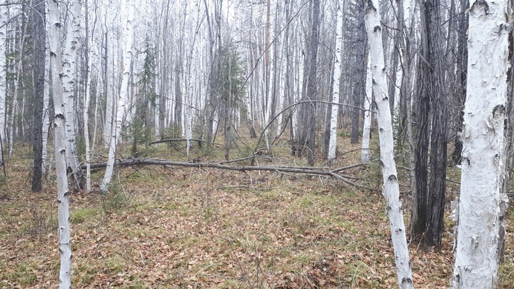 Лес