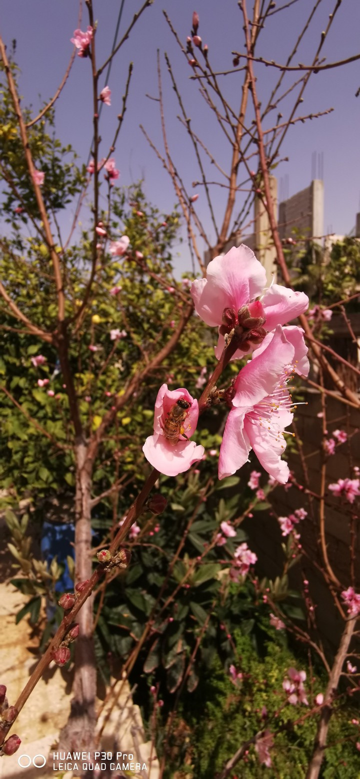 spring