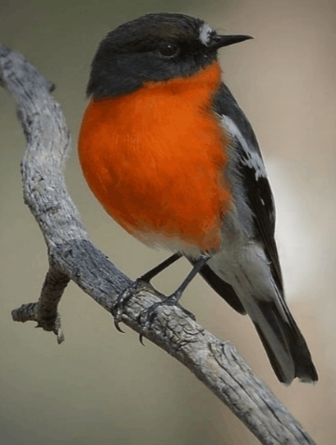 sfondi bird, wood