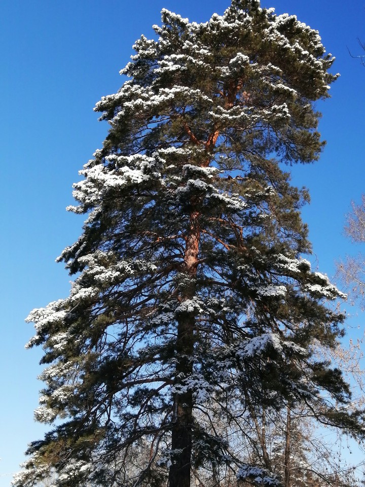снег