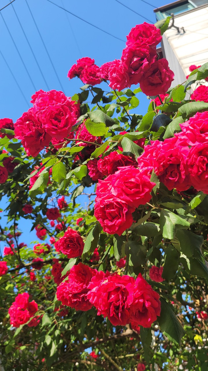 rose