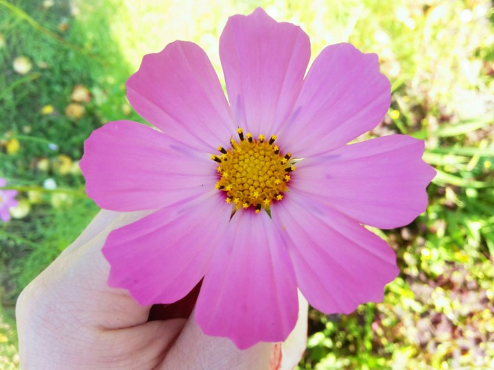 Beautiful flower