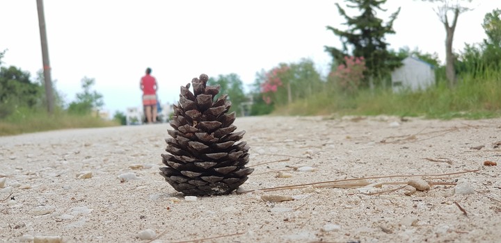Pine cone