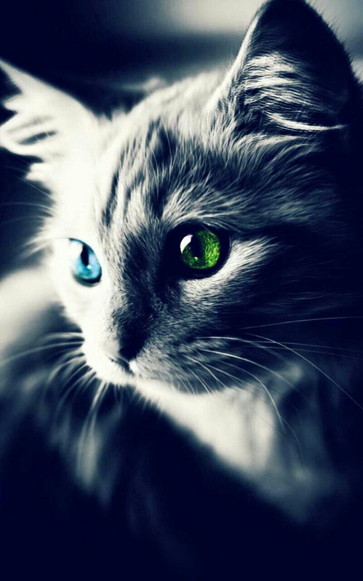 cat with green and blue eyes