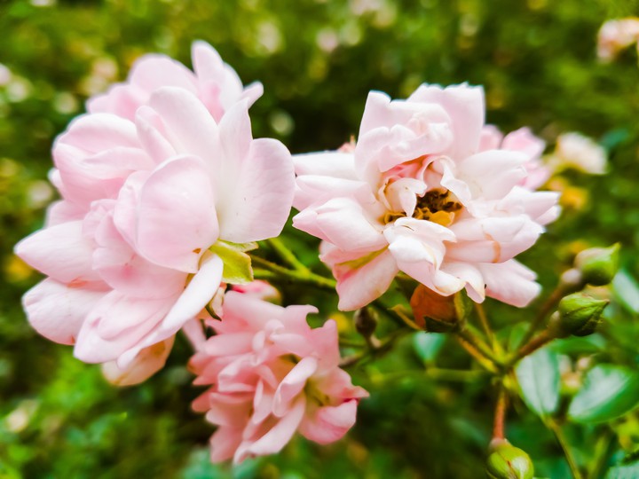 Pink roses