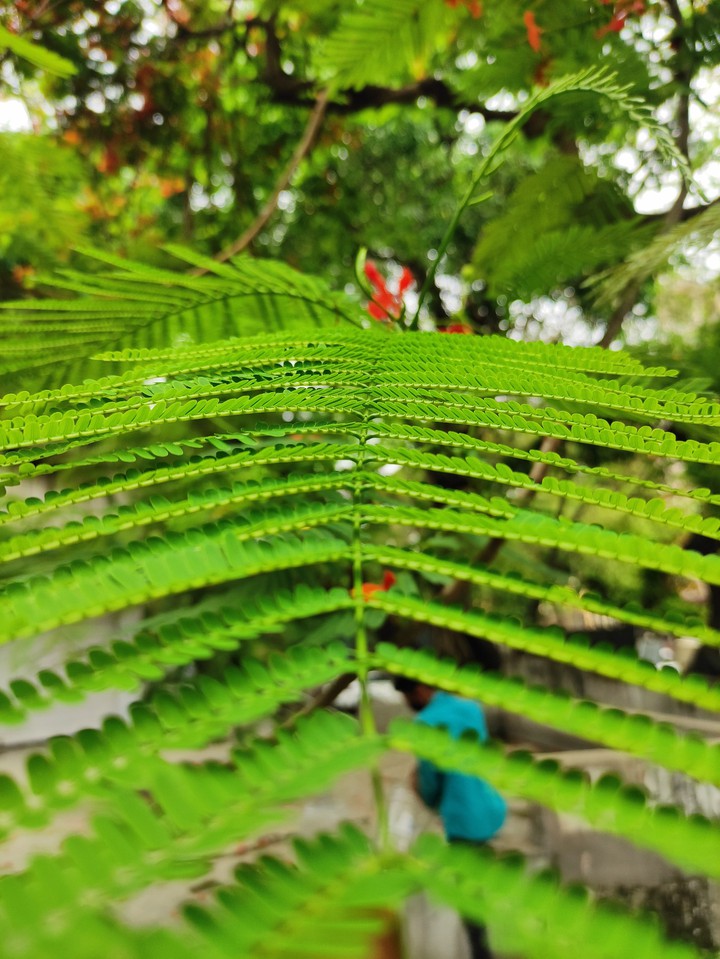 leaf