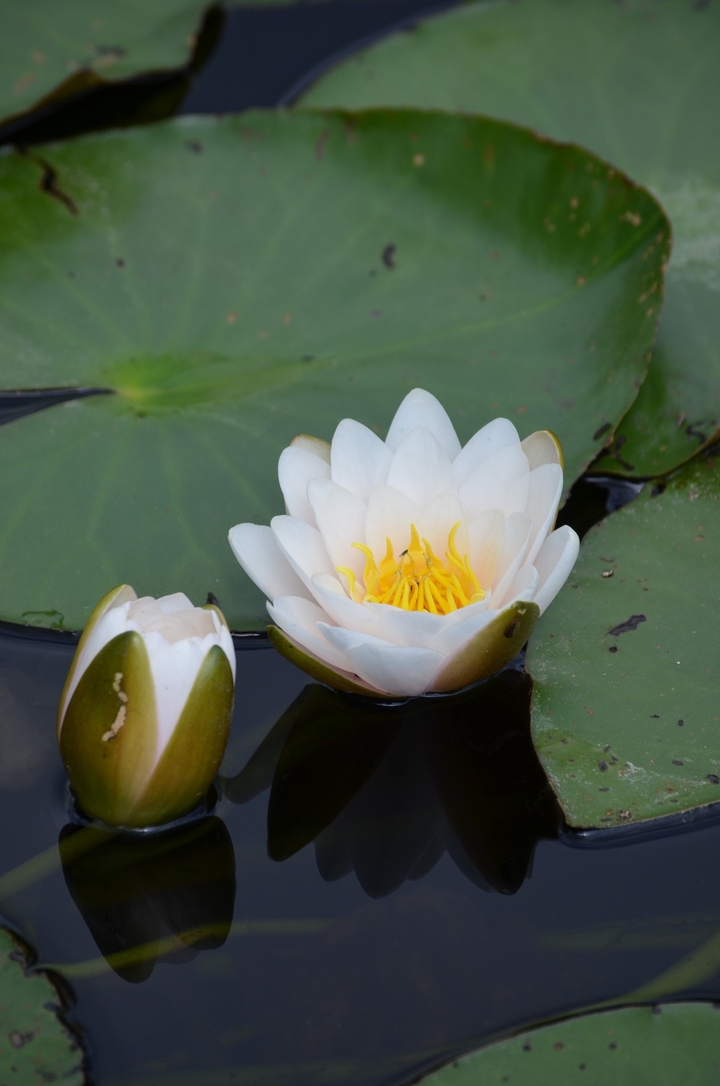 500px