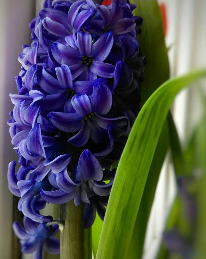 flwrs