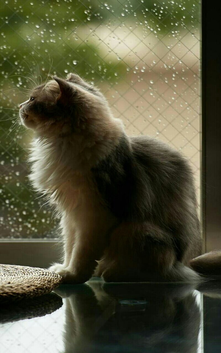 Kitty