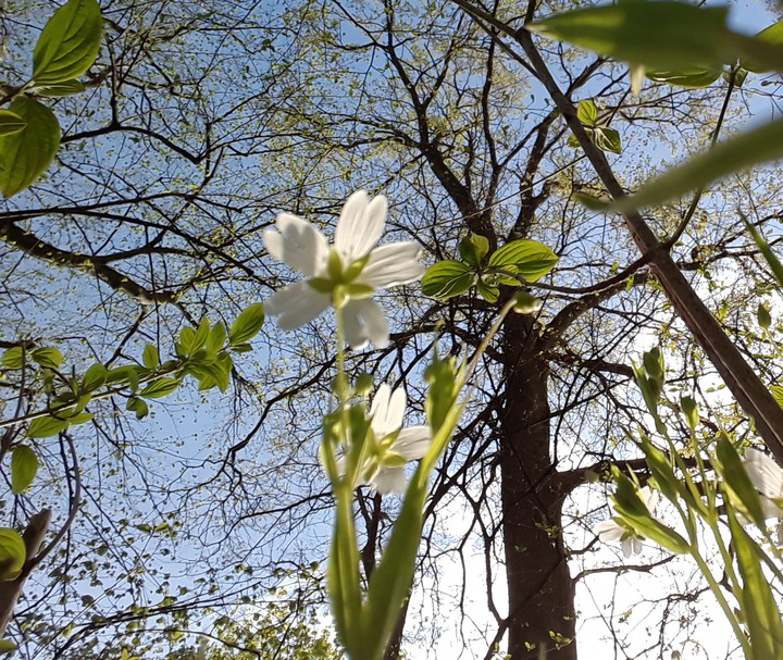 Spring