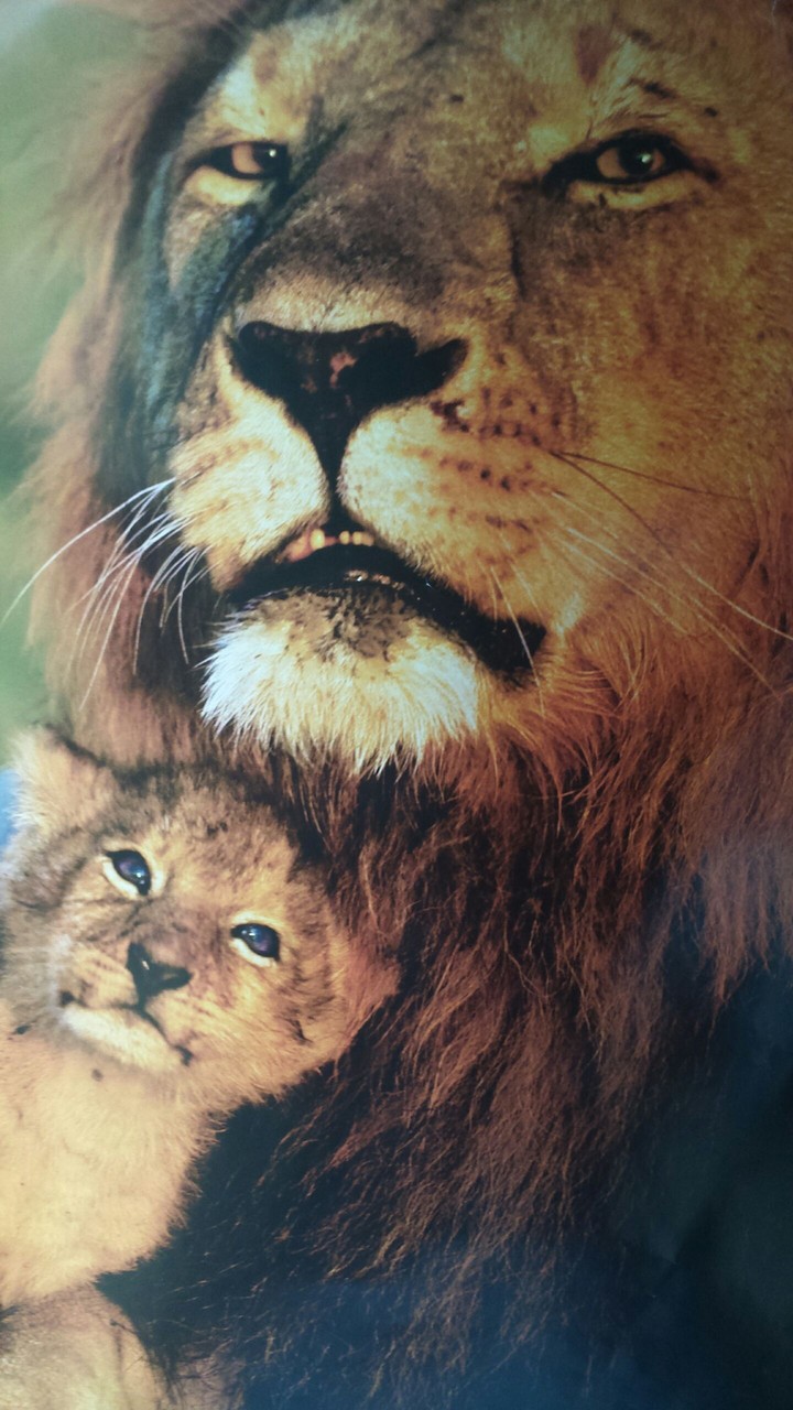Löwen Familie