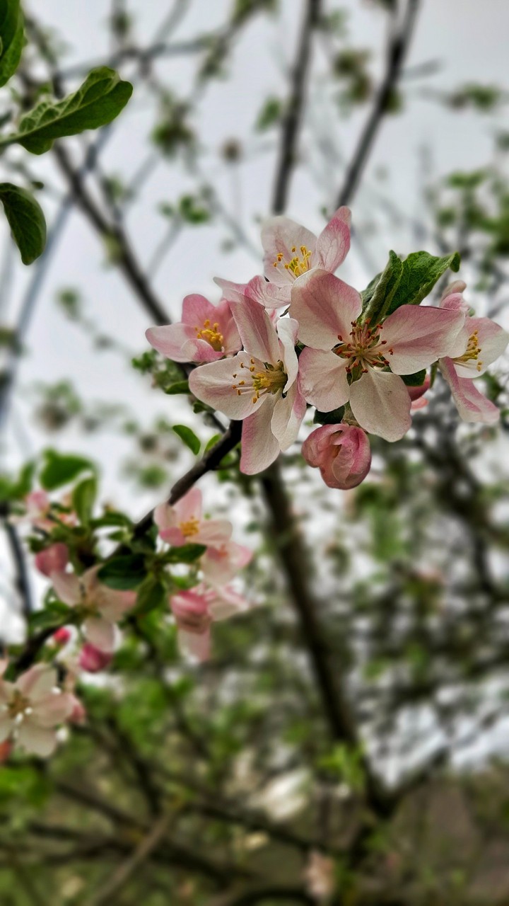 Spring