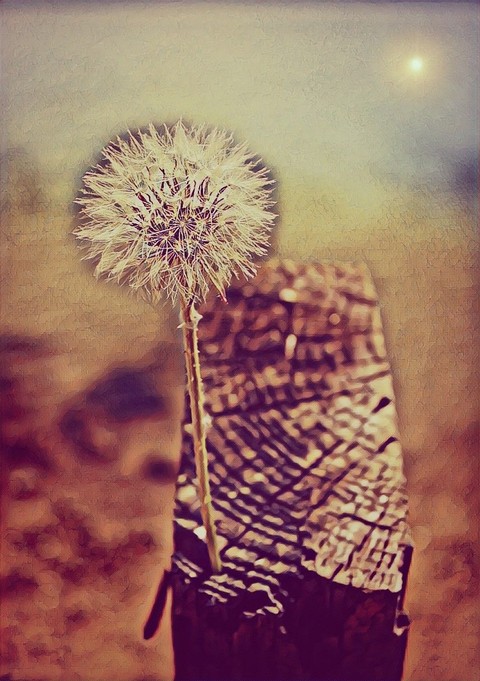 шпалери dandelion, natureza