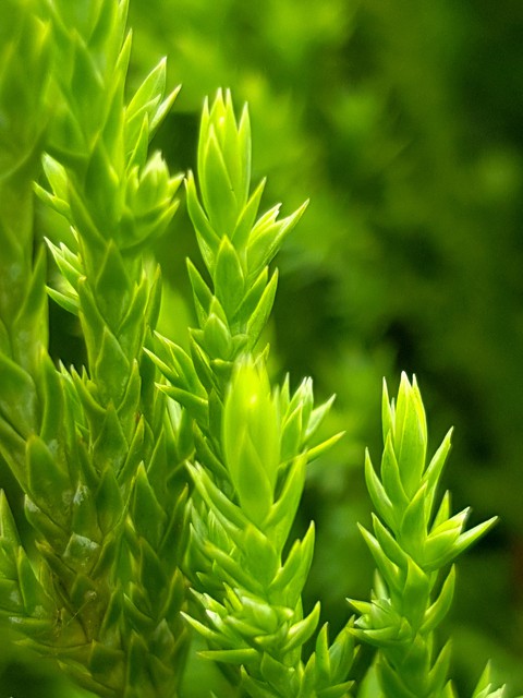 Nature