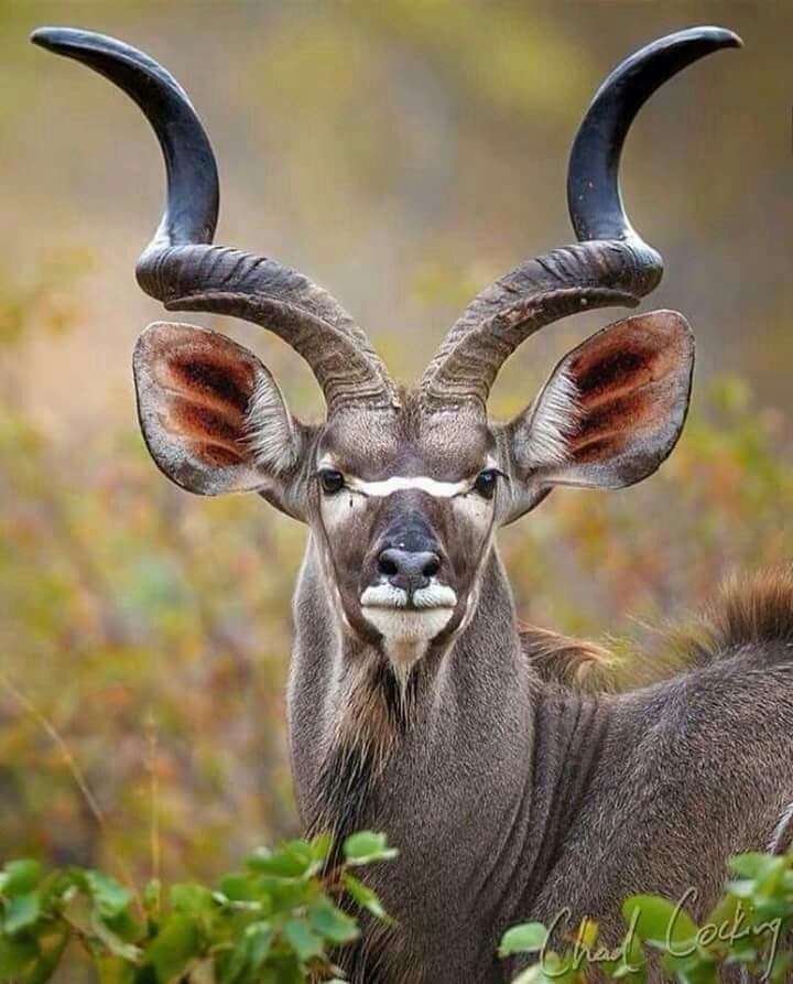 kıvırcık :-)