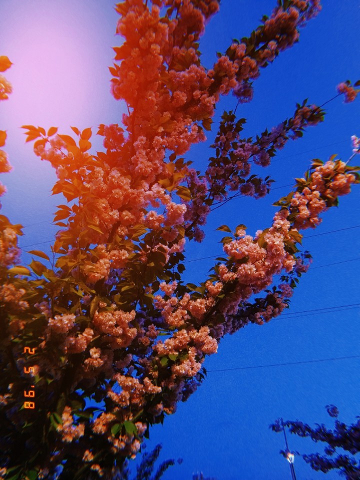sakura
