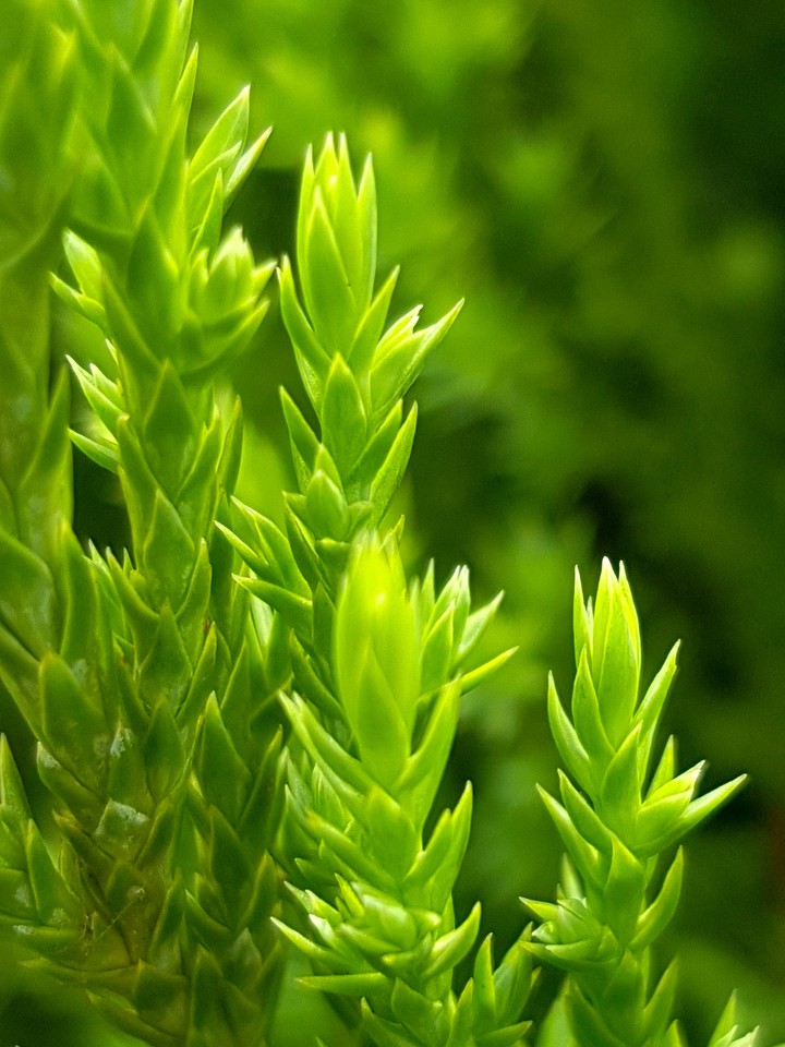 Nature