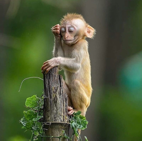 sfondi macaque, primate