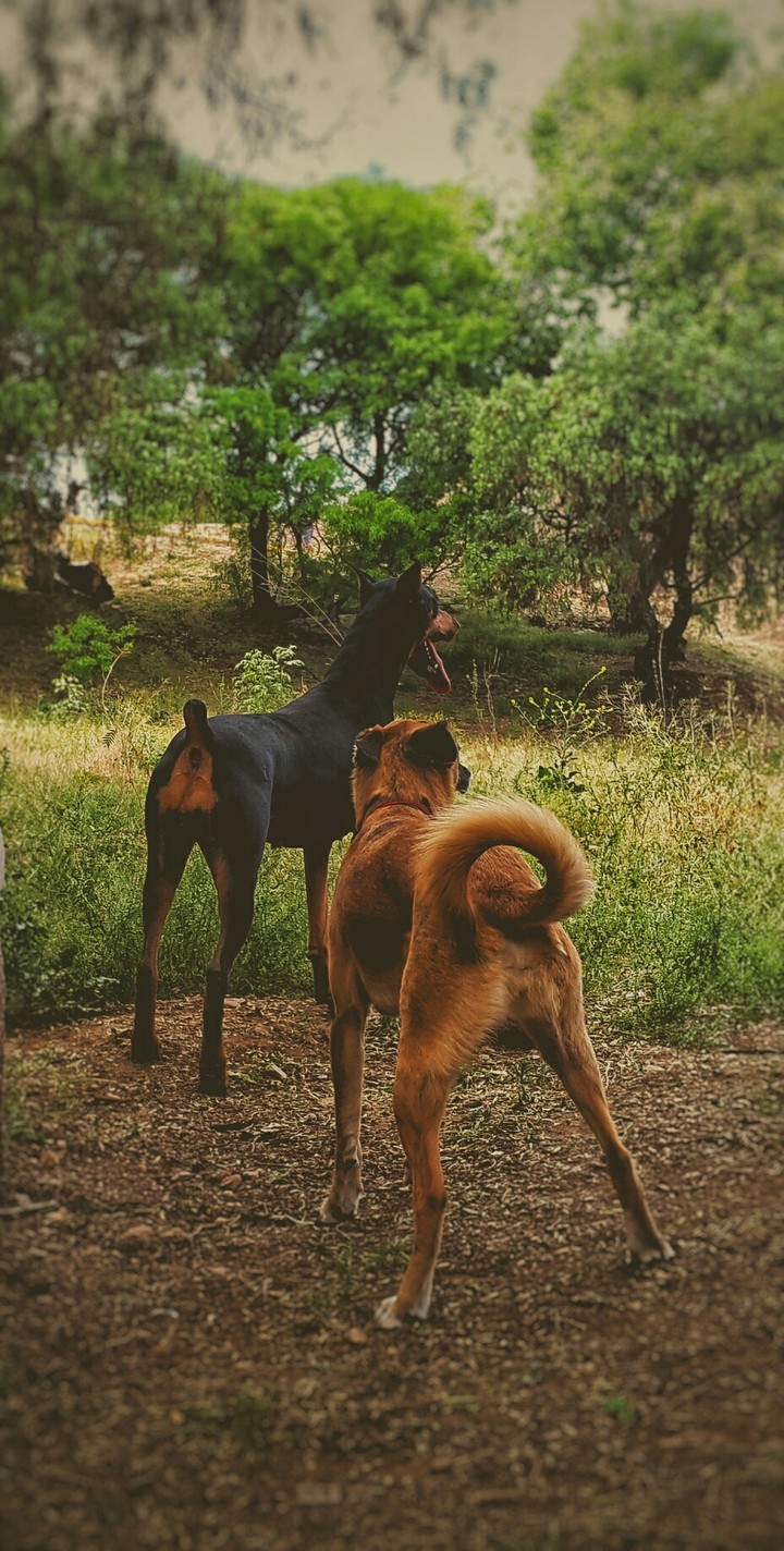 Animales