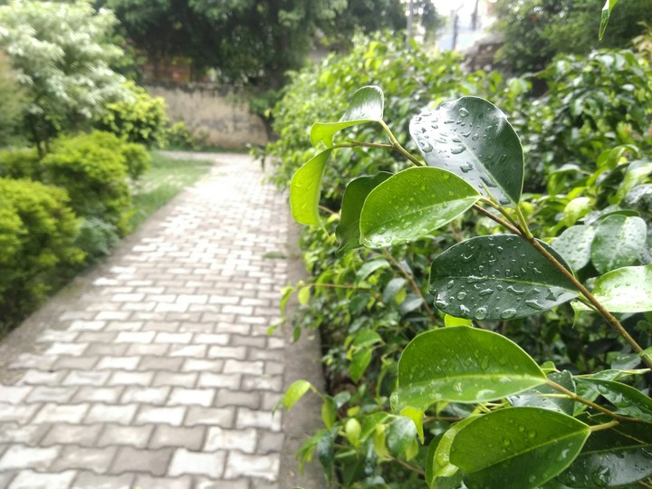 monsoon