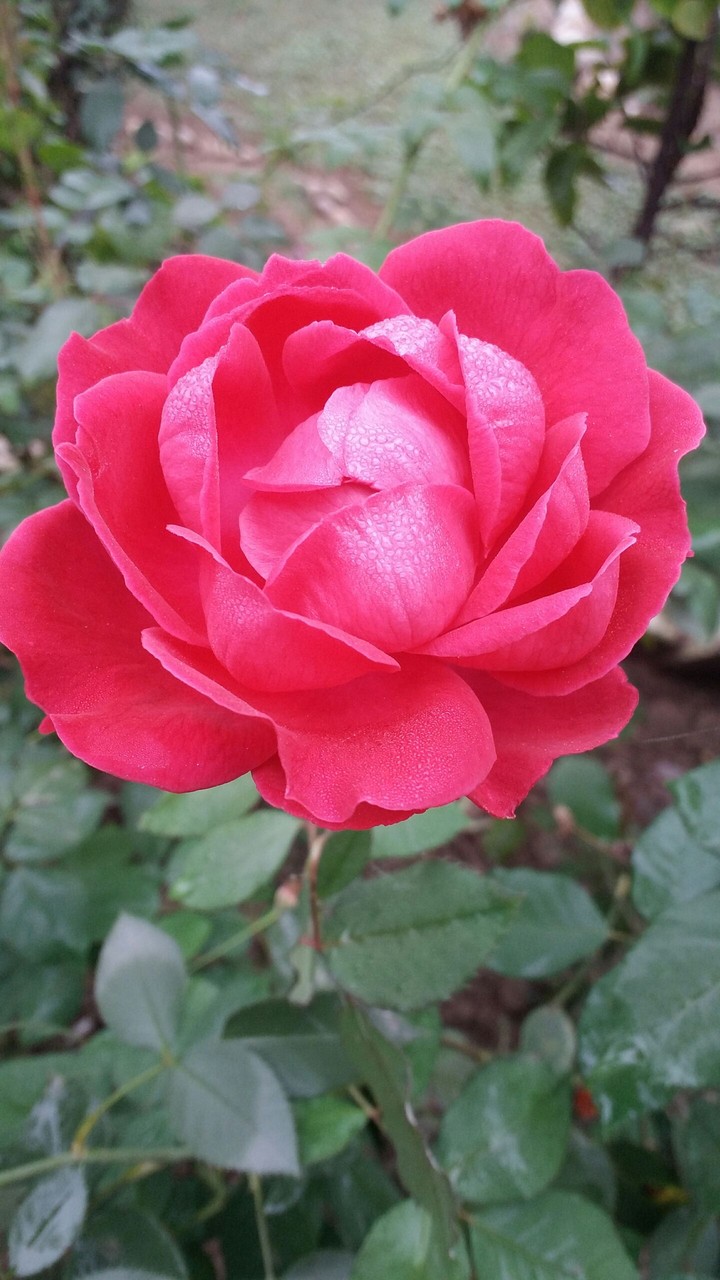 Red rose