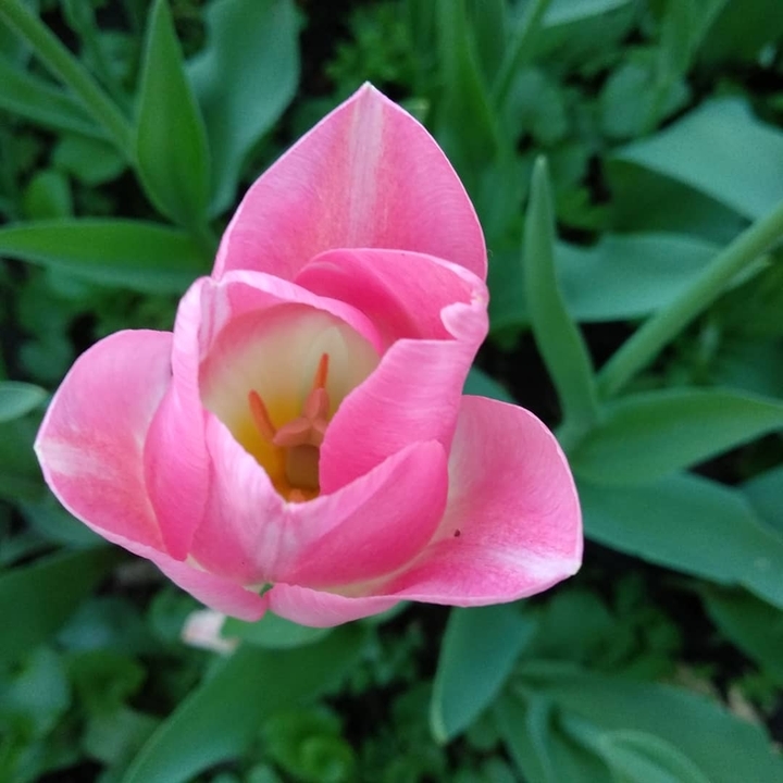 magic spring