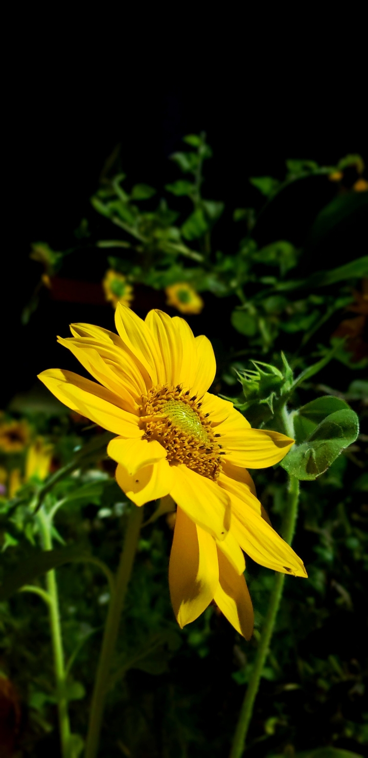 The Flower