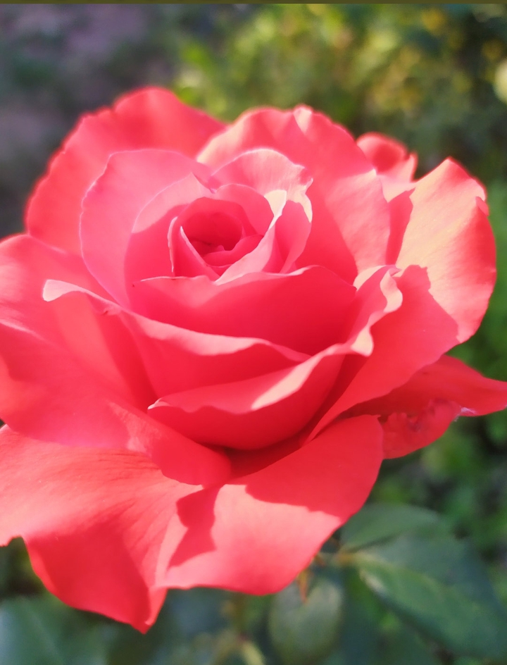 Red rose