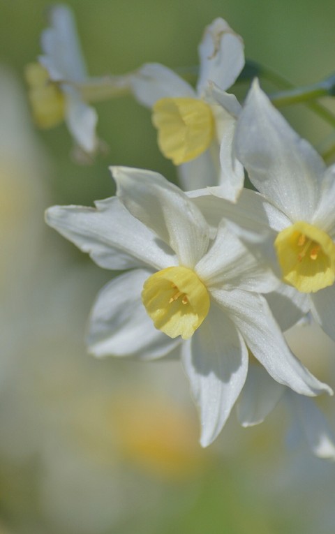Flores