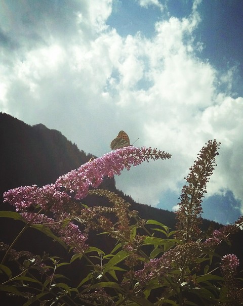farfalla