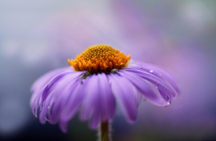 Lilac flower