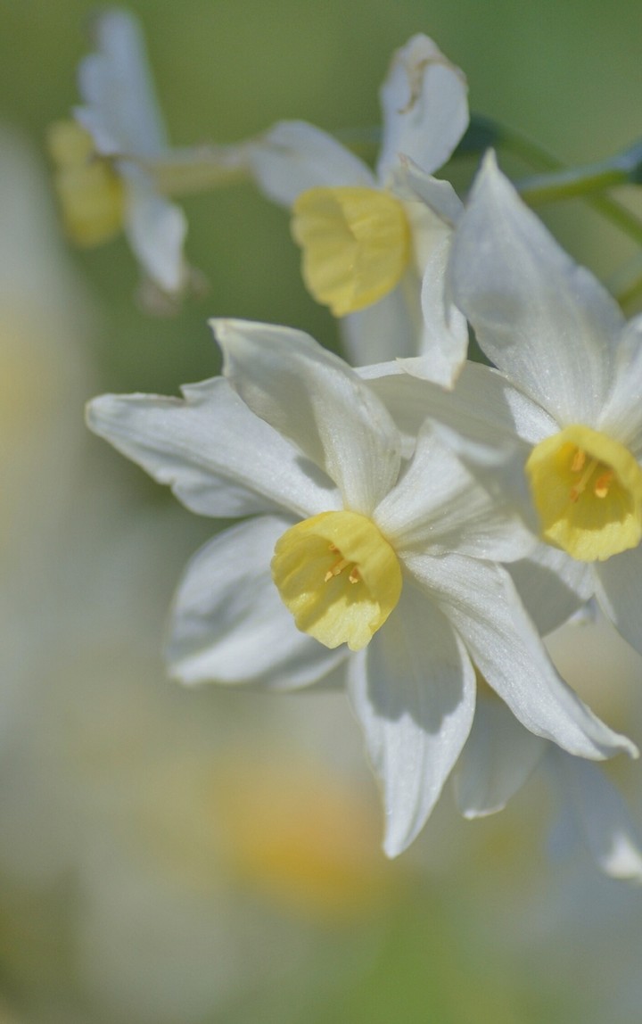 Flores