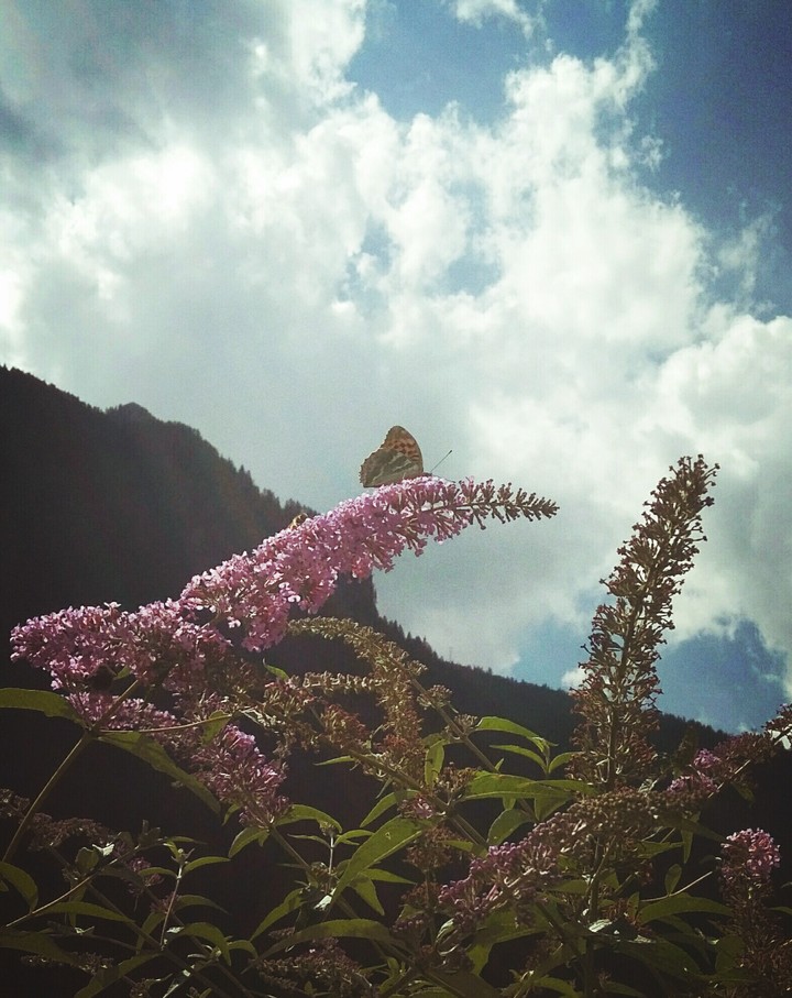 farfalla