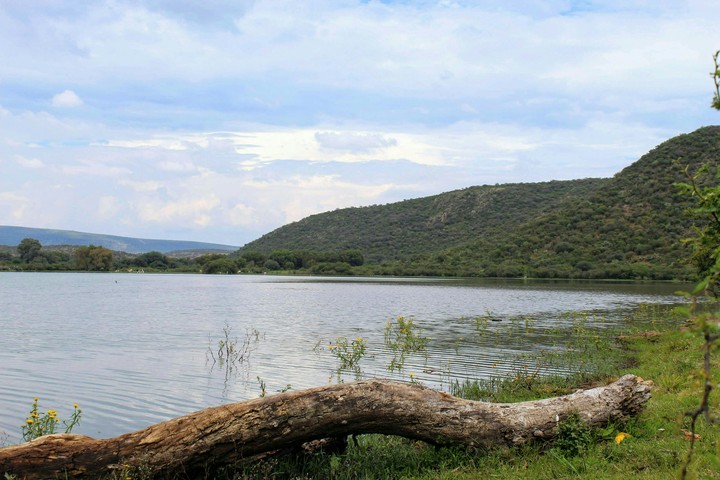 La presa y el tronco.