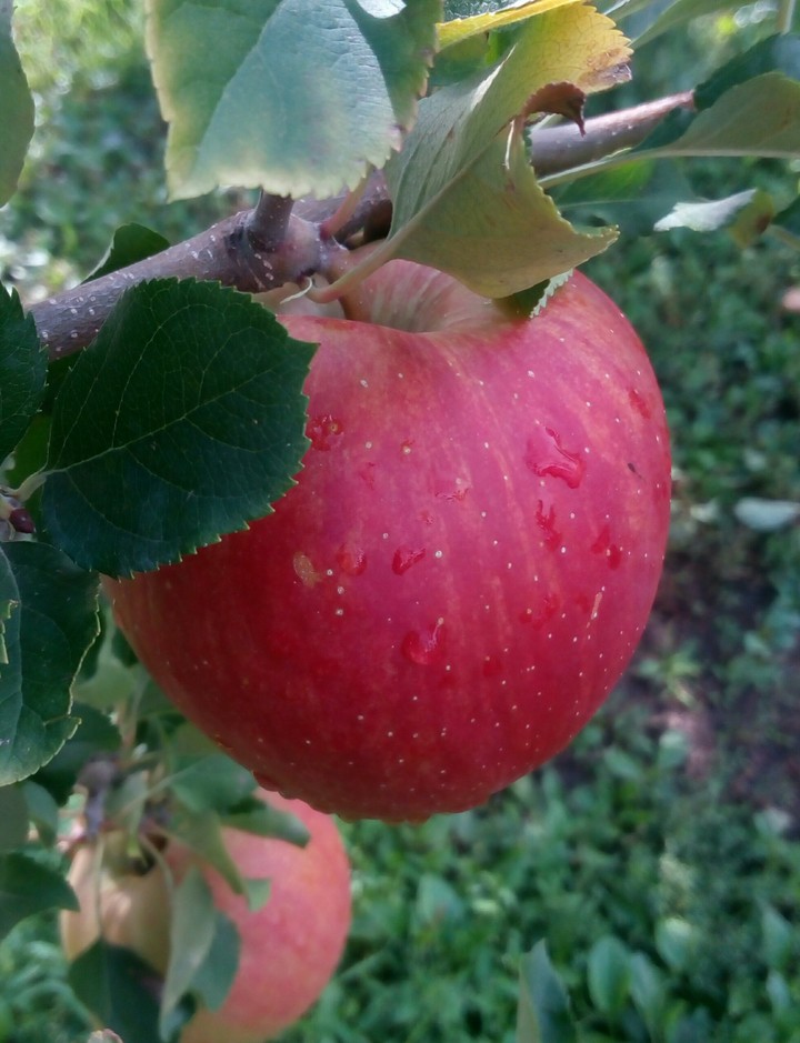 apple
